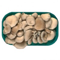Funghi Pleurotus Piemonte