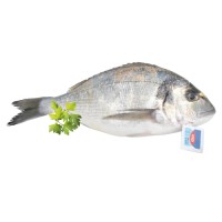 Orata Allevata