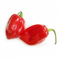 Peperoncini Habanero