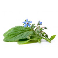 Borragine
