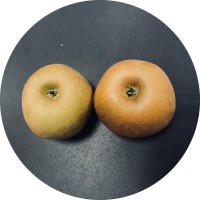 Mele Grigie Torriana
