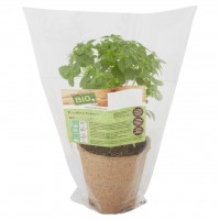 Basilico Greco
