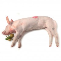 Maialino Intero