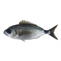 Occhiate Pescate