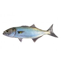 Pesce Serra