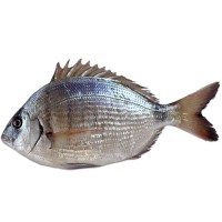 Saraghi Locali