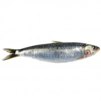 Sardine Pescherecci