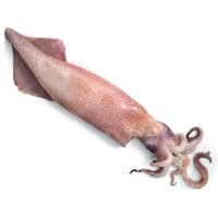 Calamari i Pescherecci