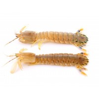 Canocchia Pescherecci