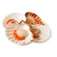 Cappasanta i Pescherecci