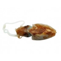 Seppia Pizzuta Decongelata