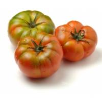 Pomodoro Costoluto Italia
