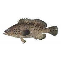 Cernia Indopacifica