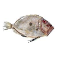 Pesce S.Pietro