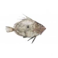 Pesce S.Pietro Sicilia