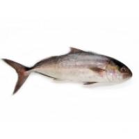 Ricciola