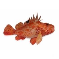 Scorfano