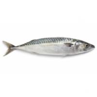 Sgombri