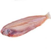 Sogliola Spellata