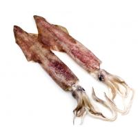 Calamaretto Patagonico