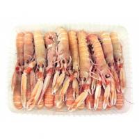Scampi Freschi 16-20