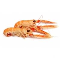 Scampi Freschi 31-40