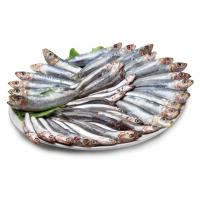 Sardina