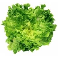 Invidia Riccia