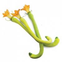 Zucchine Trombetta 