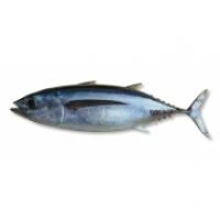 Alalunga