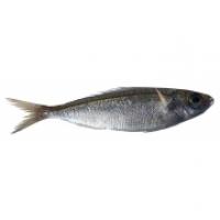 Boga 