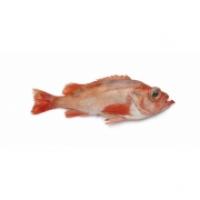 Filetto di Scorfano Atlantico