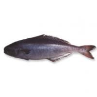 Ricciola del Pacifico