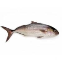 Ricciola Trancio
