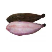 Sogliole Medie