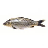 Carpa Italia Allevato