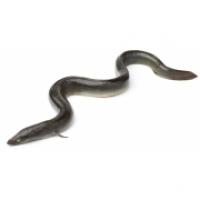 Anguilla Grossa
