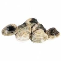 Vongole Lupino Grandi Mare Adriatico